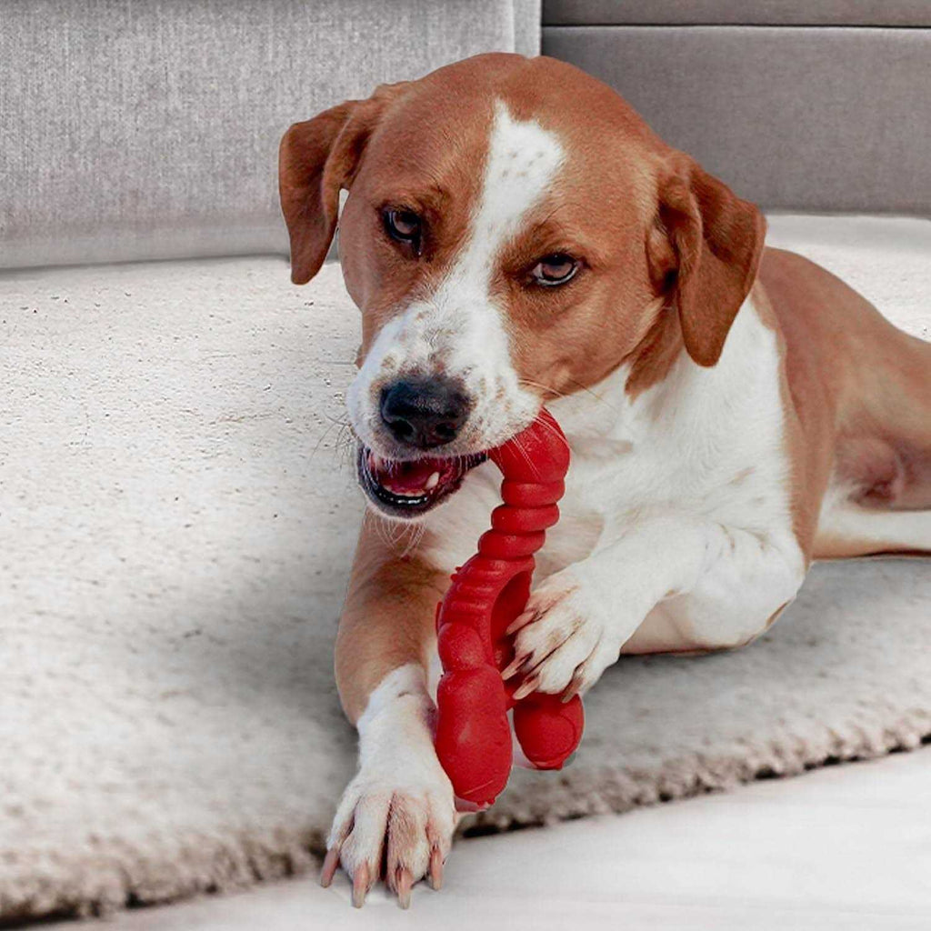 Lobster Dog Toy B228