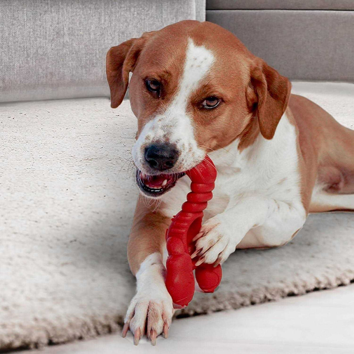 Lobster Dog Toy B228