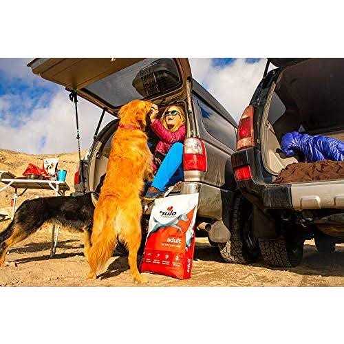 Turkey Dry Dog Food Q52878