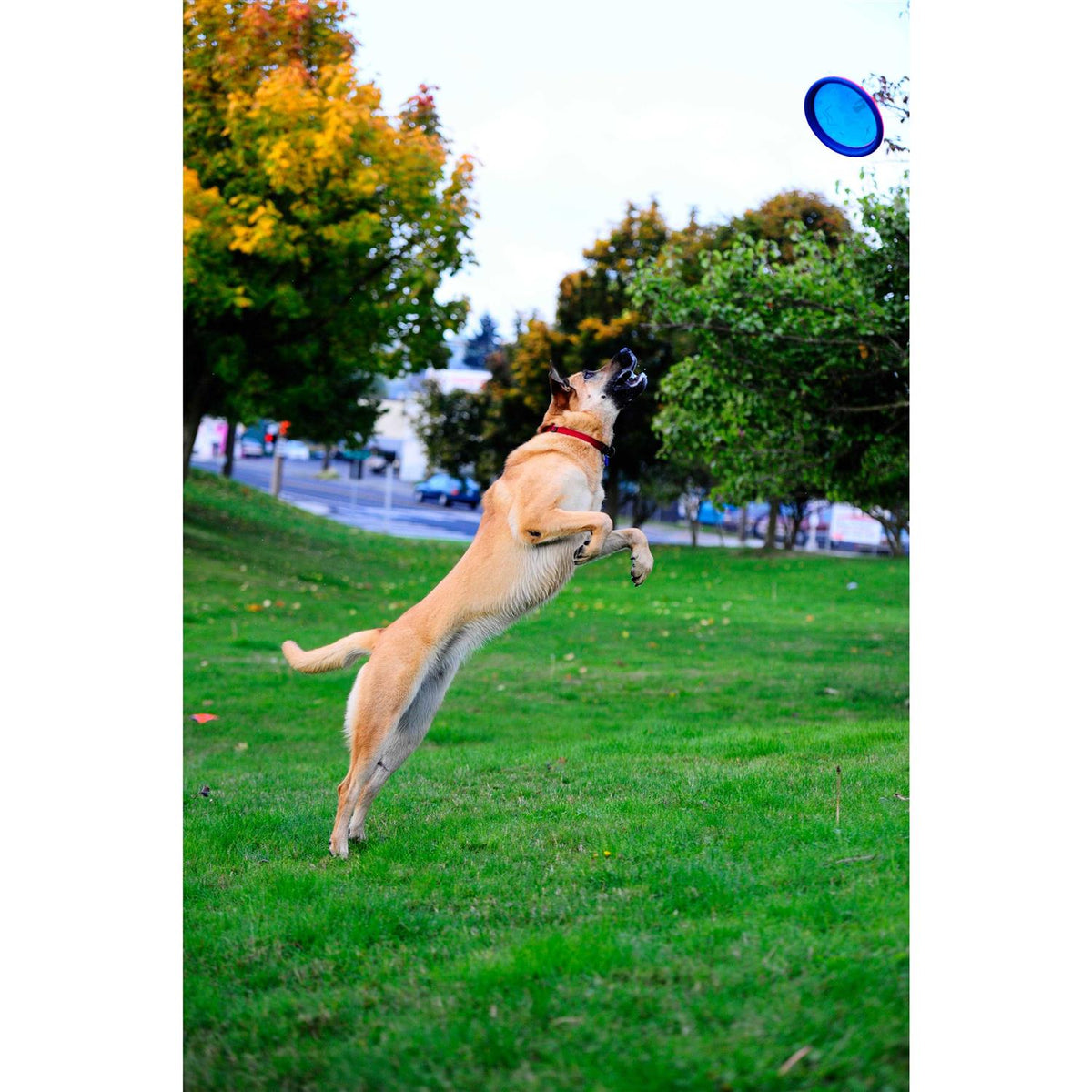 Dog Toy G752704