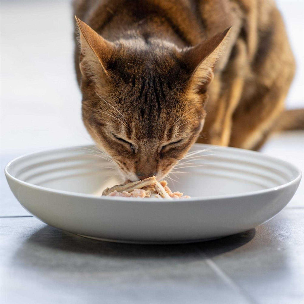 Natural Wet Cat Food Fish Variety Pack in Broth N925