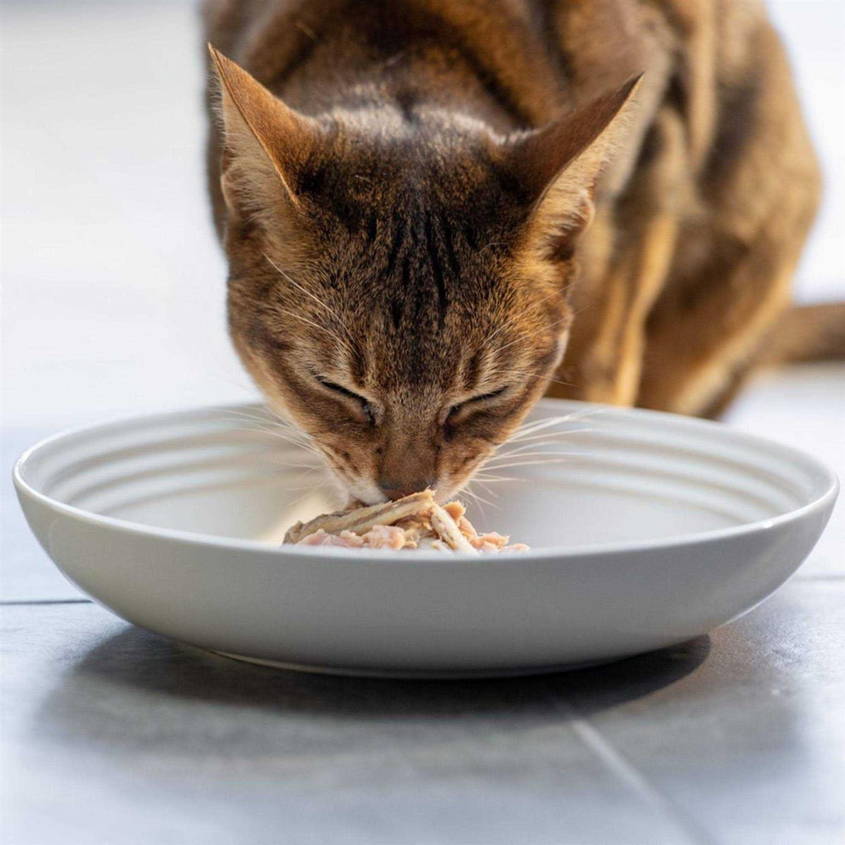 Natural Wet Cat Food Fish Variety Pack in Broth N925