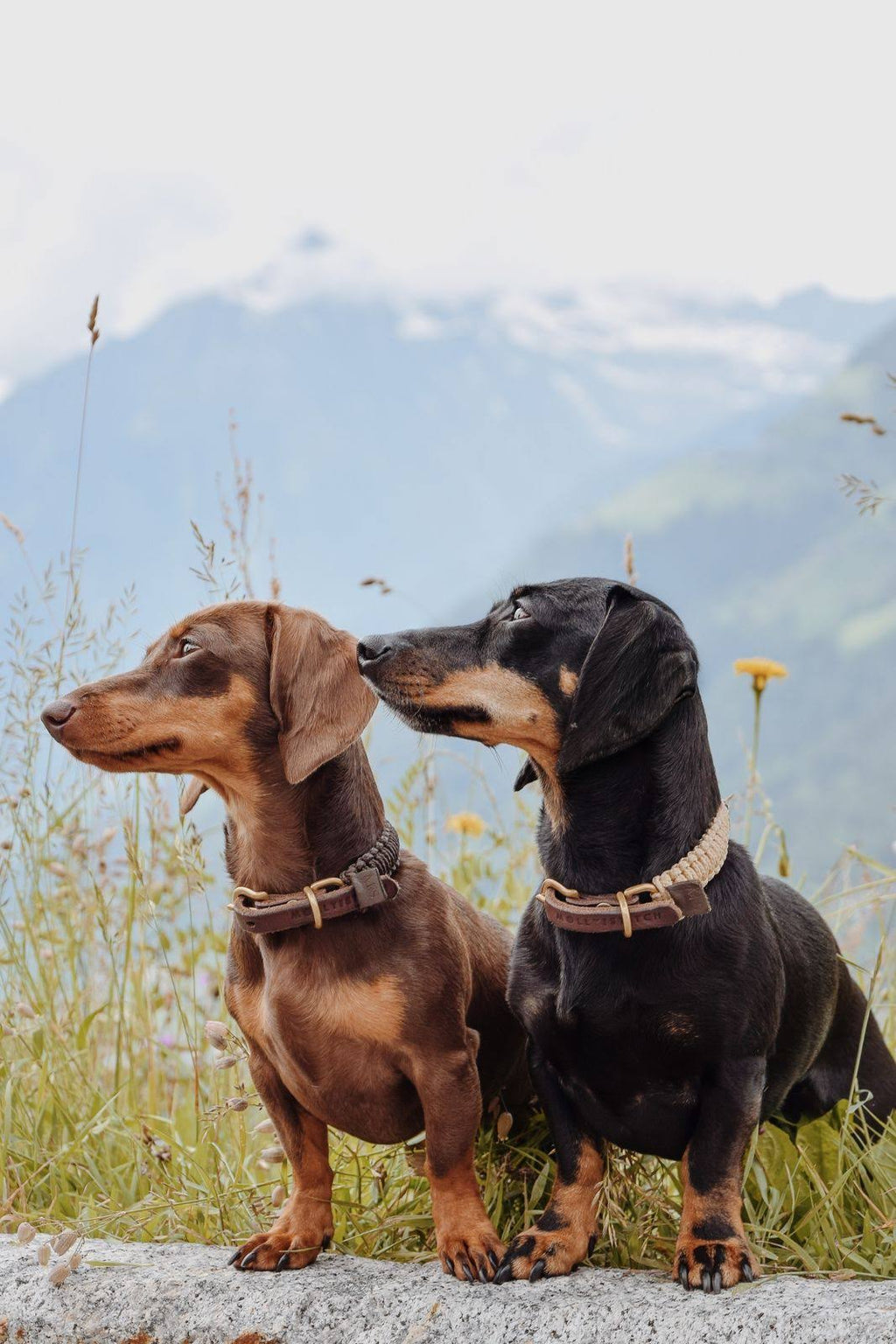 Leather Dog Collar J93098