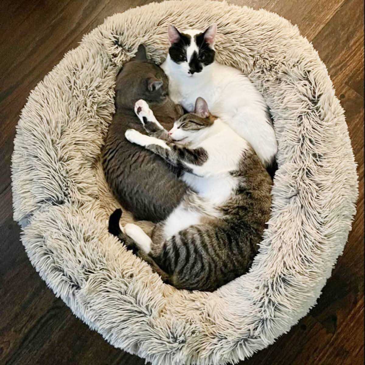 Cuddle Bed N2465